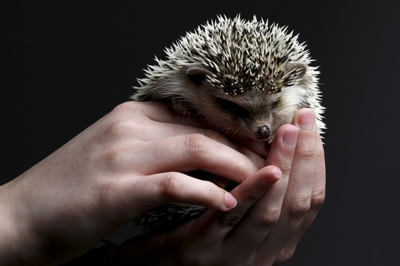 hedgehog-3209499_1920.jpg