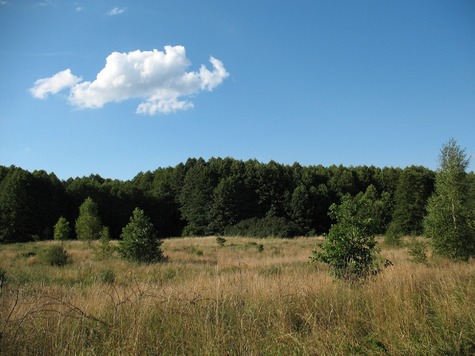 Krajowbraz Kampinosu, łąka a w tle las