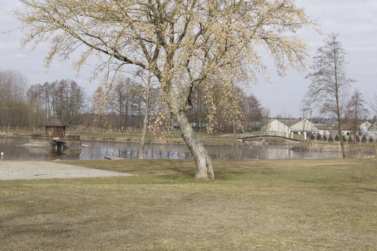 Staw, na pierwszym panie brzoza