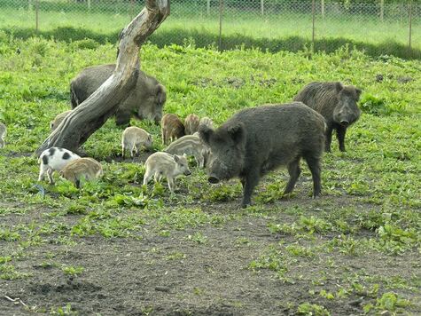 Dwa dorosłe dziki i osiem warchlaków na trawiastej polanie