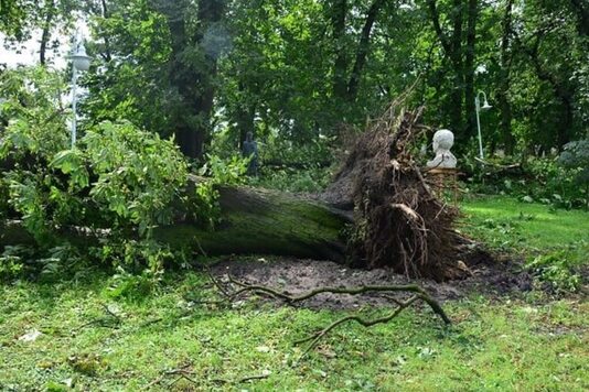 Leżące na ziemi drzewo, wyrwane z ziemi z korzeniami