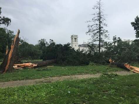 Pień złamanego drzewa leży na ziemi. Zza jego korony widać wieżę pałacu