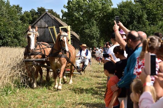 Koszenie zboża żniwiarką konną