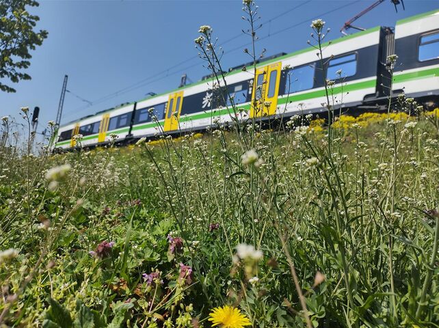 pociąg w zielono-żółto-białych barwach mazowieckiego przewoźnika na trasie