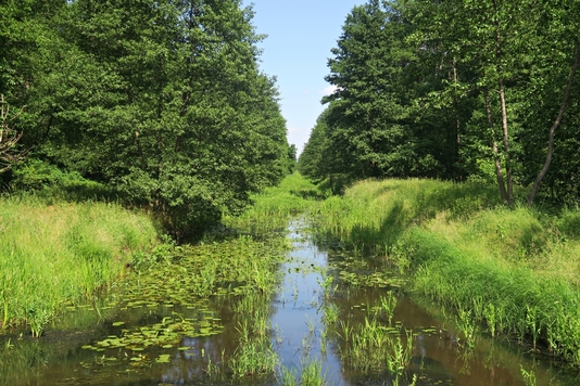 Ciek wodny porośnięty roślinnością. Po bokach rosną trawy i drzewa.