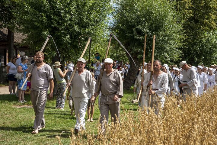 Przez pole idzie grupa mężczyzn z kosami przerzuconymi przez ramię. Ubrani są w wiejskie lniane stroje. Na pierwszym planie widać nieścięte jeszcze zboże. W tle widać ludzi, którzy się przyglądają widowisku