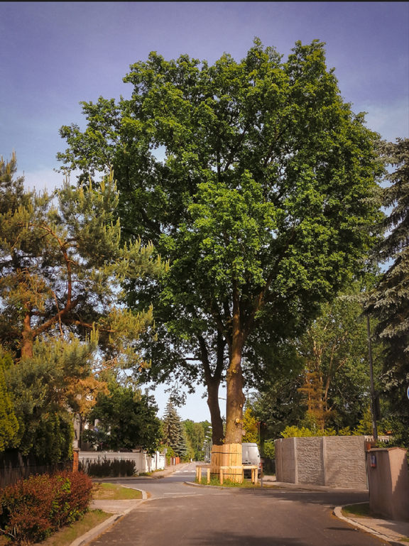 Para dębów Malwa i Miłosz