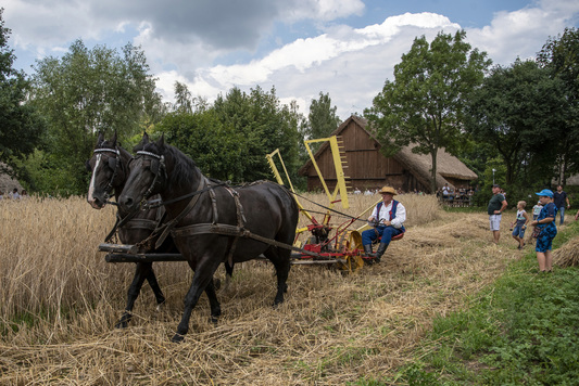 Koszenie zboża przez kosiarkę zaprzęgniętą w dwa konie