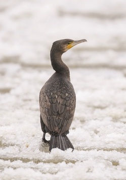 Kormoran