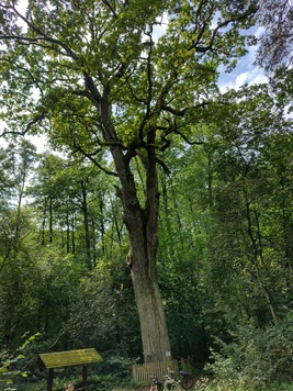 Wieki dąb i dwa rowery pod nim. Naokoło las.