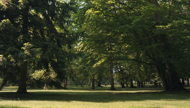 Park ze starodrzewem wokół budynku muzeum.