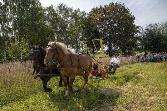 Żniwa 2024 GAZETA fot. Dariusz Krześniak (4) — kopia.jpg